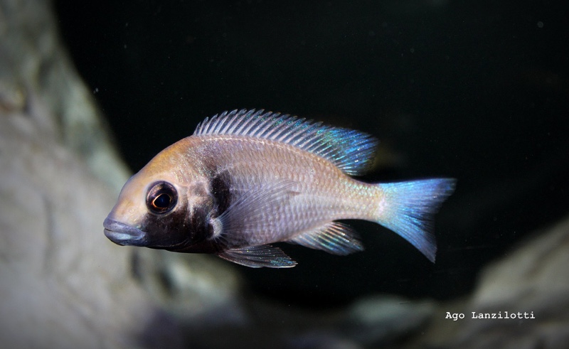 Placidochromis sp. 'phenochilus gissel' Border